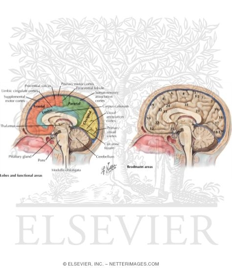 Watermarked preview of labeled image: Cerebral Cortex (Medial Surface of Brain Lobes and Functional Areas)