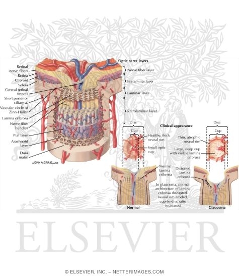 Anatomy of the Optic Nerve