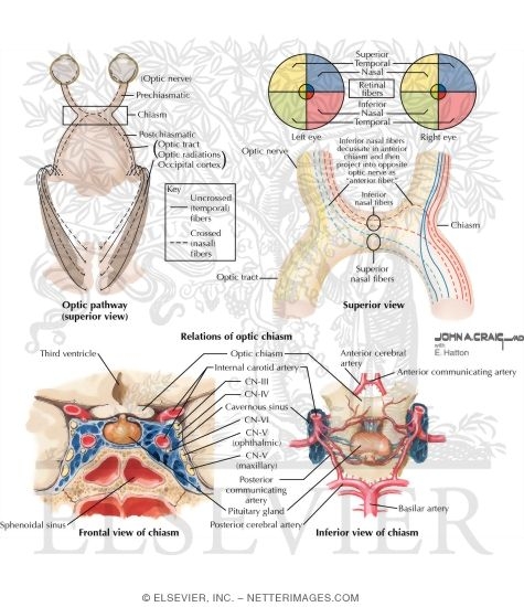 Anatomy and Relations of Optic Chiasm