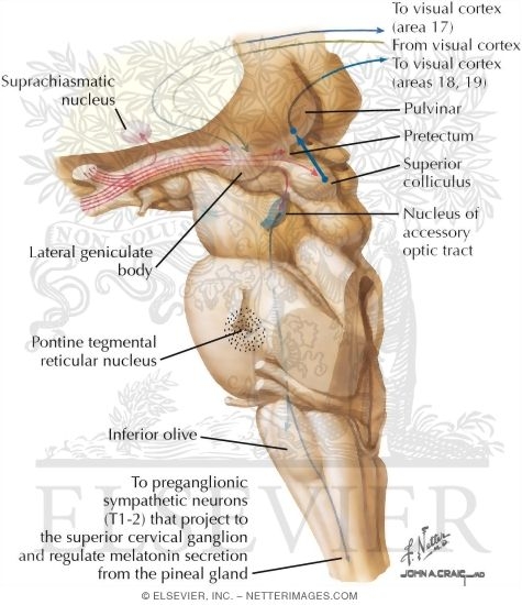 Watermarked preview of labeled image: Visual Pathways: Retinal Projections to the Thalamus and the Brain Stem