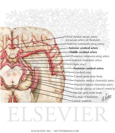 Watermarked preview of labeled image: Arteries of Brain: Inferior Views
