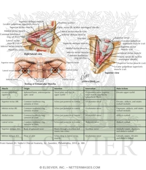 Extraocular Muscles and General Function