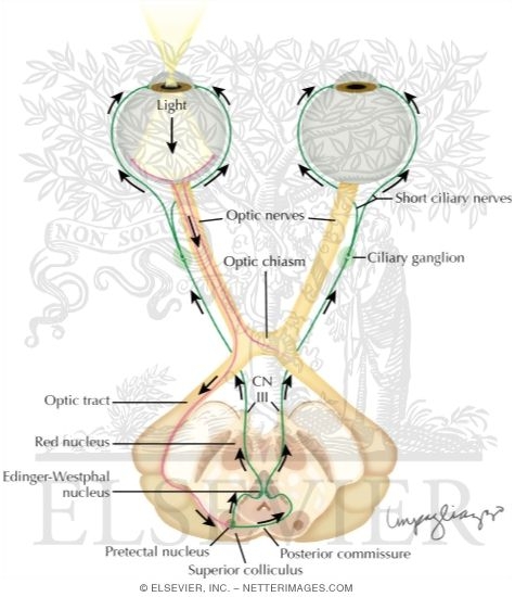 Parasympathetic Pupillary Innervation and the Light Reflex
