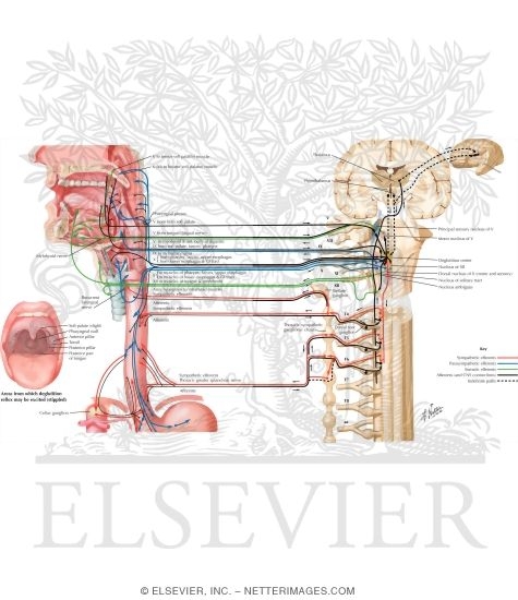 Watermarked preview of labeled image: Neuroregulation of Deglutition