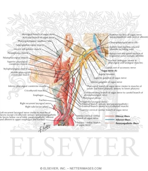 Vagus Nerve (X): Schema