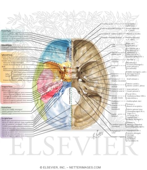 Cranial Base: Superior View 
