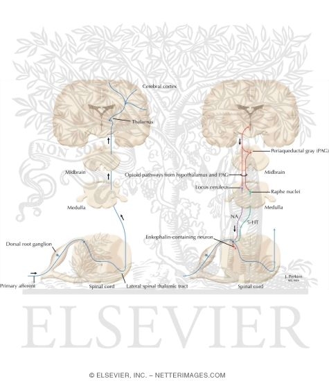 Watermarked preview of labeled image: Pain Pathways