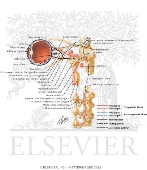 Watermarked preview of labeled image: Ciliary Ganglion: Schema 
Innervation of the Intrinsic Eye Muscles
Ciliary Ganglion: Schema