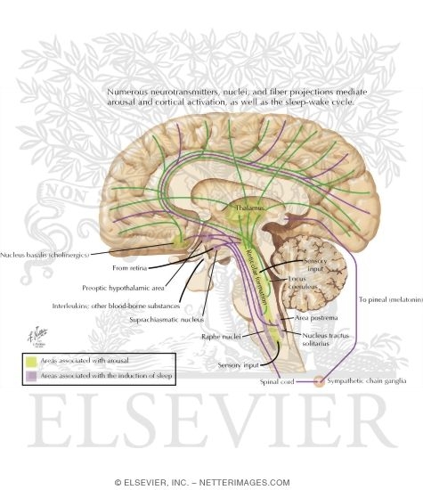 Watermarked preview of labeled image: Sleep-Wakefulness Control