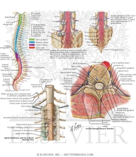 Relation of Spinal Nerve Roots to Vertebrae