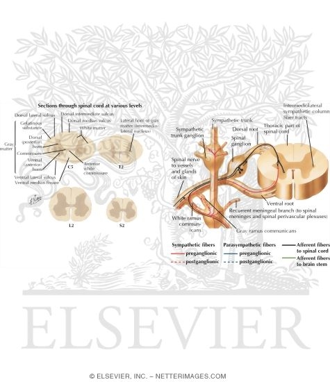 Watermarked preview of labeled image: Spinal Cord Cross Sections: Fiber Tracts