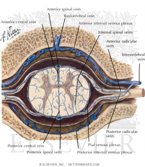 Veins of Spinal Cord and Vertebrae