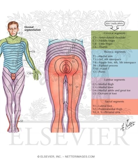 Watermarked preview of labeled image: Sensory Impairment Related to Elvel of Spinal Cord Injury