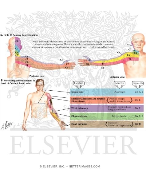 Dermatomes and Myotomes of Upper Limb