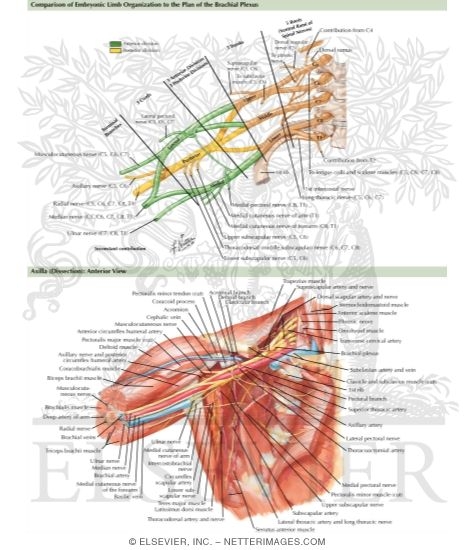 Anatomy of Brachial Plexus