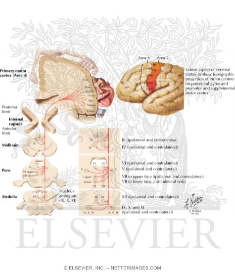 Watermarked preview of labeled image: Corticobulbar Tract
