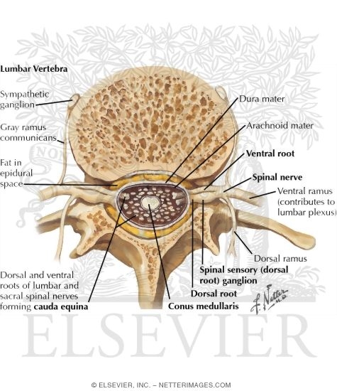 Spinal Nerve Origin: Sensory Components