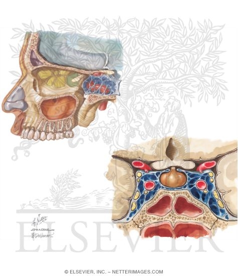 Proximity of the Paranasal Sinuses to the Orbit and Intracranial Structures; Cavernous Sinuses