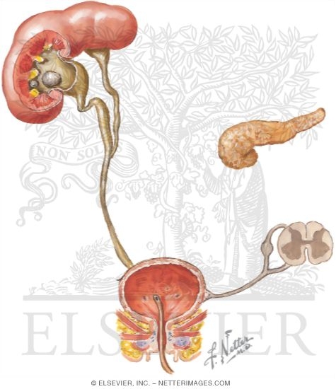 Possible Complicating Conditions Predisposing to Urinary Tract Infections
