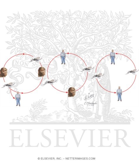 Watermarked preview of unlabeled image: Yellow Fever Virus Transmission Cycles