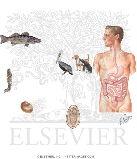 Watermarked preview of unlabeled image: Life Cycle of Heterophyes