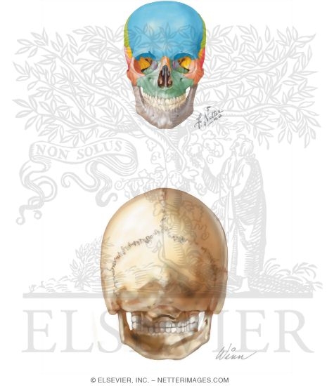 Watermarked preview of unlabeled image: Views and Sutures: Norma Frontalis and Occipitalis