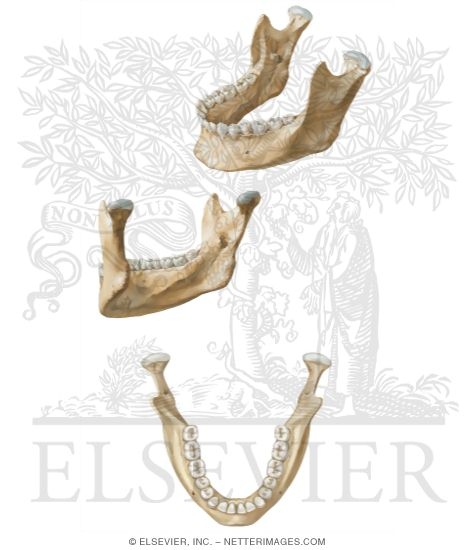 Bones of the Skull: Mandible