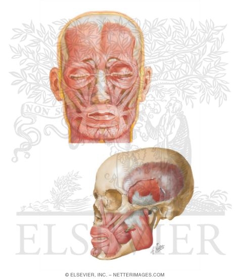 Muscles of Facial Expression: Oral Group