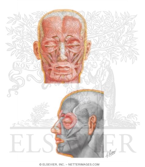 Watermarked preview of unlabeled image: Muscles of Facial Expression: Nasal Group