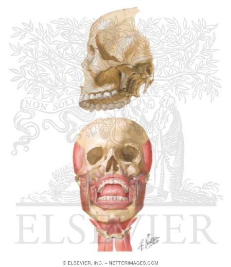 Watermarked preview of unlabeled image: Muscles of Mastication