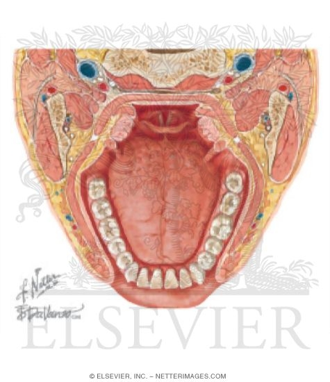 Watermarked preview of unlabeled image: Fascial Spaces