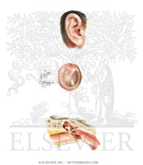 Structures of the External Ear