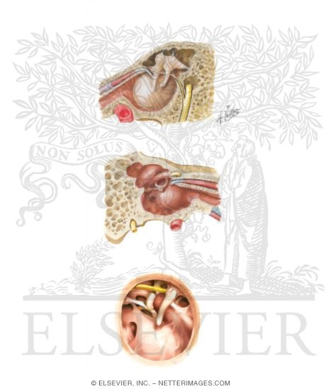 Boundaries of the Middle Ear
