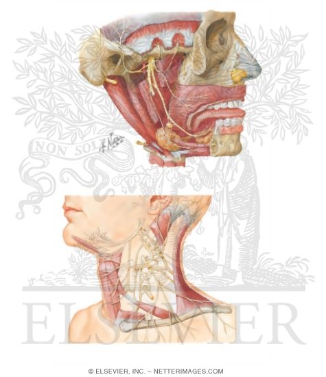 Sensory Innervation of the External Ear