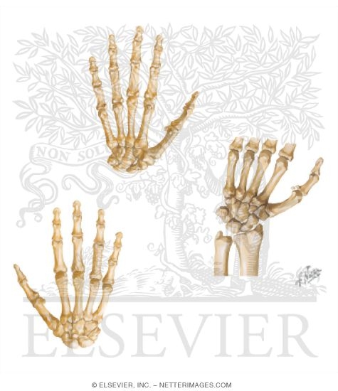 Osteology: Upper Limb