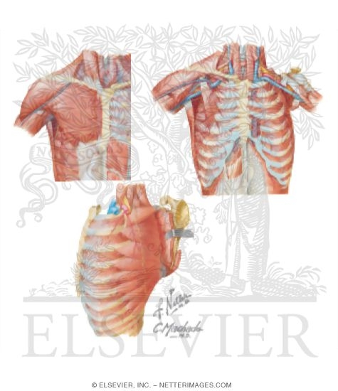 Watermarked preview of unlabeled image: Muscles: Upper Limb