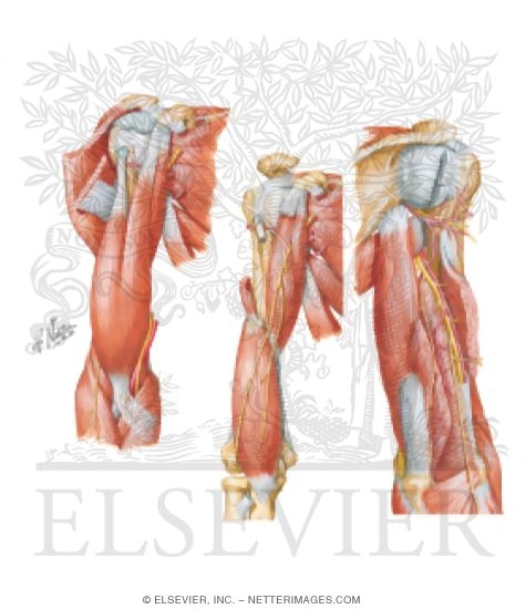 Watermarked preview of unlabeled image: Muscles: Upper Limb