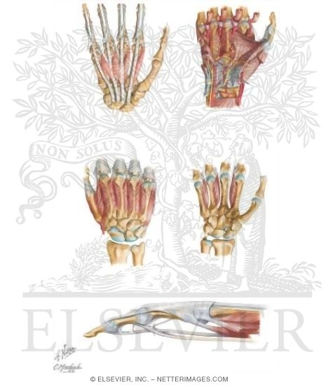 Watermarked preview of unlabeled image: Muscles: Upper Limb
