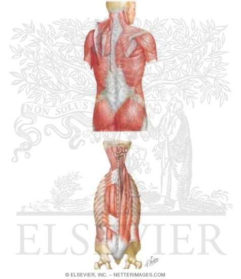 Watermarked preview of unlabeled image: Muscles: Back