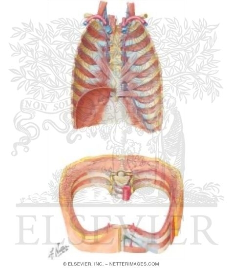 Muscles: Thorax