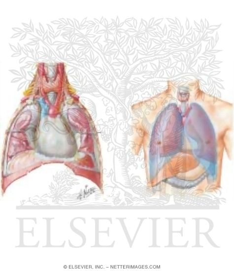 Contents of the Thorax: Pleural Cavity