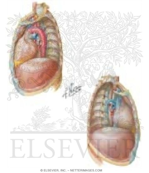 Watermarked preview of unlabeled image: Contents of the Thorax: Mediastinum