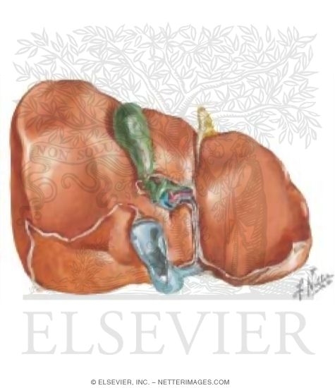 Watermarked preview of unlabeled image: Contents of the Abdomen: Liver