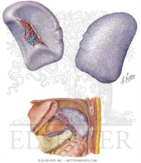 Watermarked preview of unlabeled image: Contents of the Abdomen: Gallbladder and Duct System