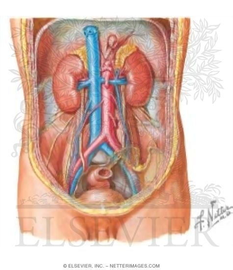 Contents of the Abdomen: Kidney, Ureter, and Suprarenal Gland