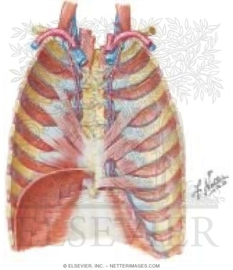 Watermarked preview of unlabeled image: Vascular Supply: Thorax