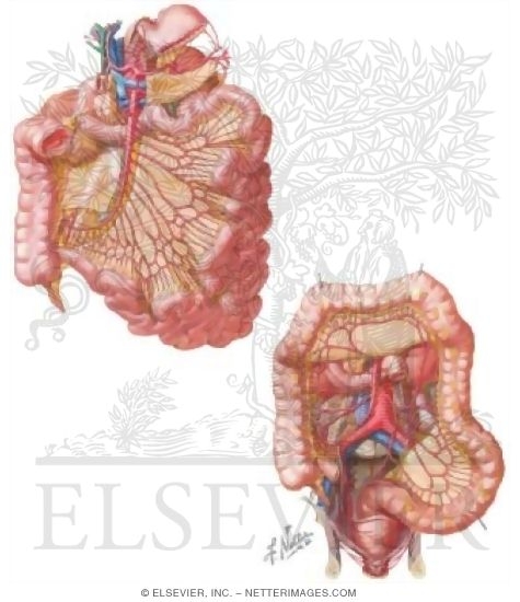 Vascular Supply: Abdomen
