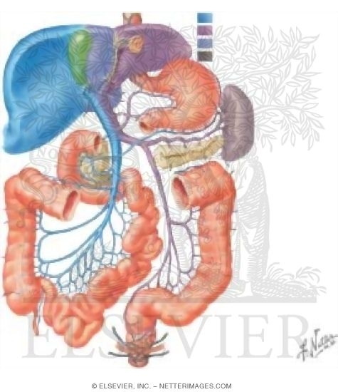 Vascular Supply: Abdomen