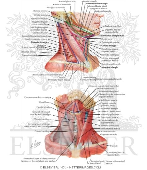 Watermarked preview of labeled image: Overview and Topographical Anatomy of the Neck