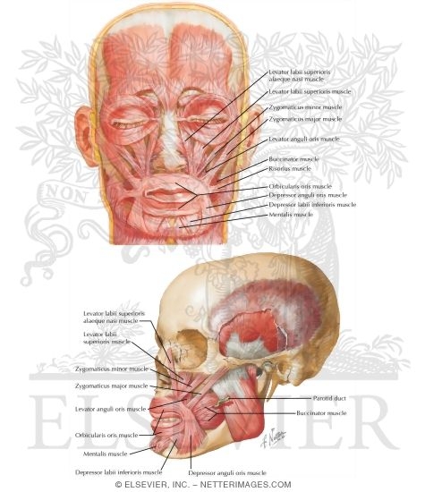 muscles of facial expression
